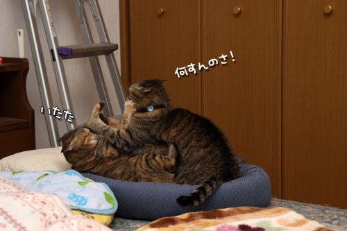 仲良しだからけんかする_d0355333_19415138.jpg
