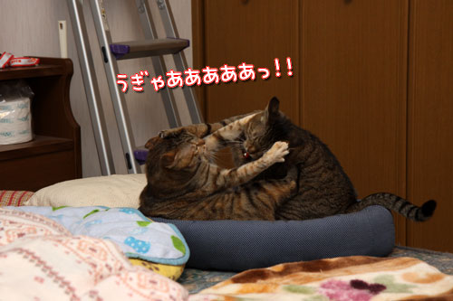 仲良しだからけんかする_d0355333_19415236.jpg