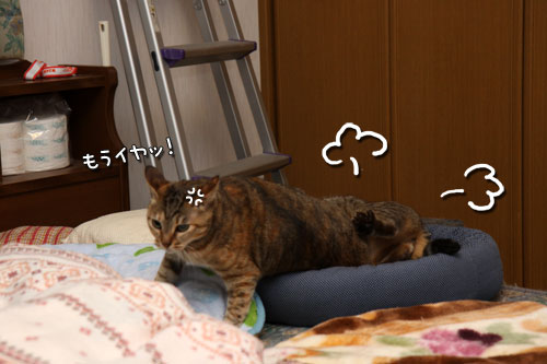 仲良しだからけんかする_d0355333_19415264.jpg