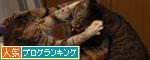 仲良しだからけんかする_d0355333_19415306.jpg