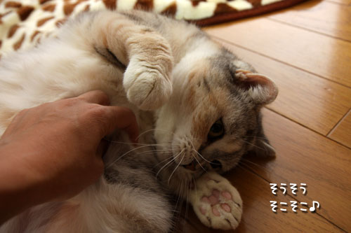 腰痛体操のおともは?_d0355333_19420503.jpg