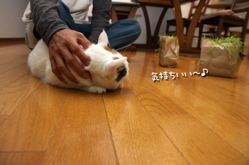 ついに・・・!_d0355333_19424782.jpg