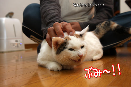 なでなでがうれしくて_d0355333_19424915.jpg