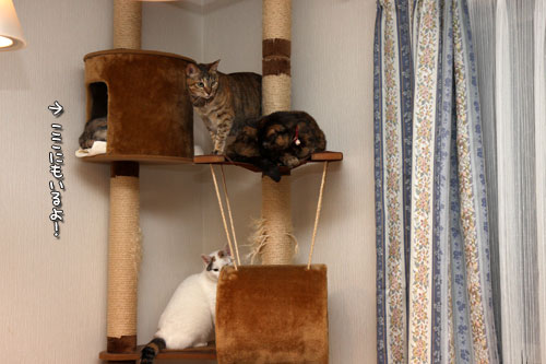 ねこのなる木にて_d0355333_19425221.jpg