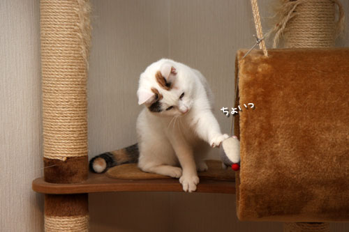 ねこのなる木にて_d0355333_19425242.jpg
