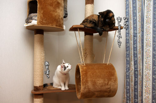 ねこのなる木にて_d0355333_19425306.jpg