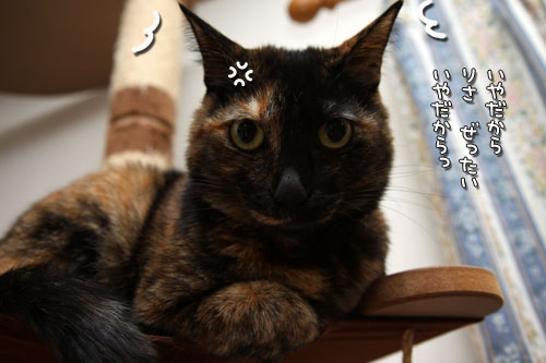 ねこのなる木にて_d0355333_19425351.jpg