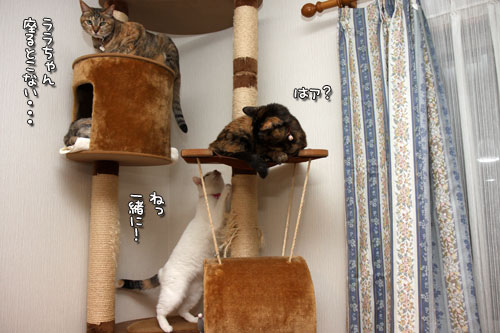 ねこのなる木にて_d0355333_19425373.jpg