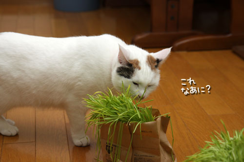 しなしな猫草初体験_d0355333_19425536.jpg