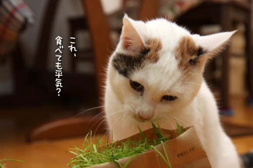 しなしな猫草初体験_d0355333_19425599.jpg