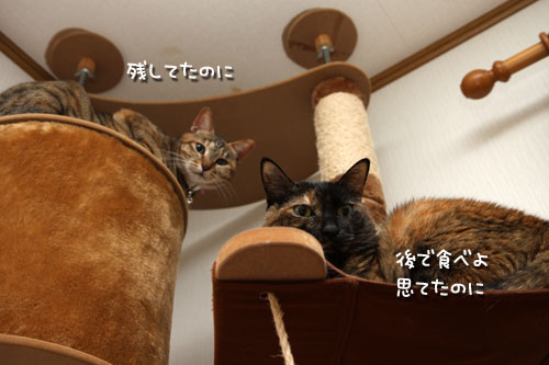 しなしな猫草初体験_d0355333_19425604.jpg