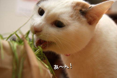 しなしな猫草初体験_d0355333_19425643.jpg