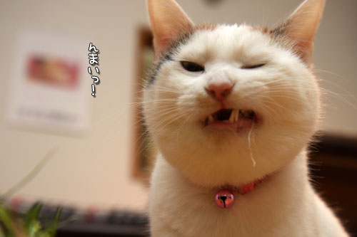 しなしな猫草初体験_d0355333_19425667.jpg