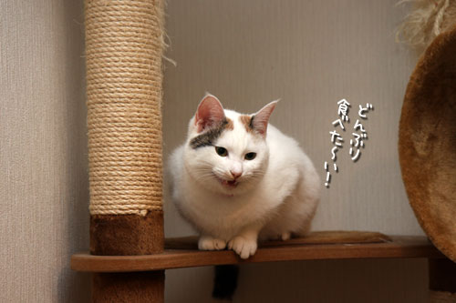 どんぶり食べたい_d0355333_19425720.jpg