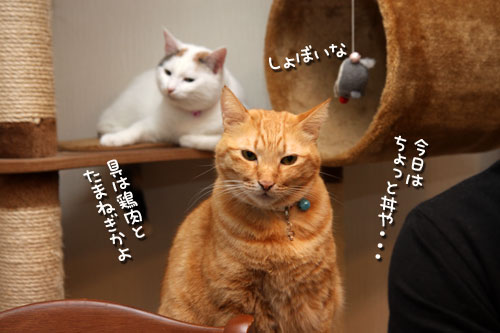 どんぶり食べたい_d0355333_19425726.jpg