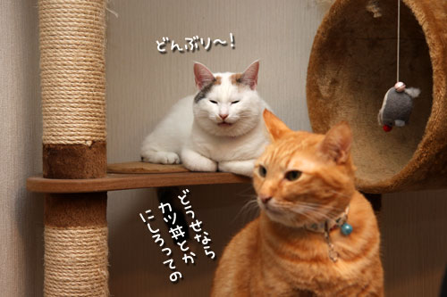 どんぶり食べたい_d0355333_19425762.jpg