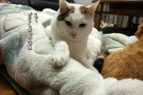 乗せられやすい猫_d0355333_19425809.jpg