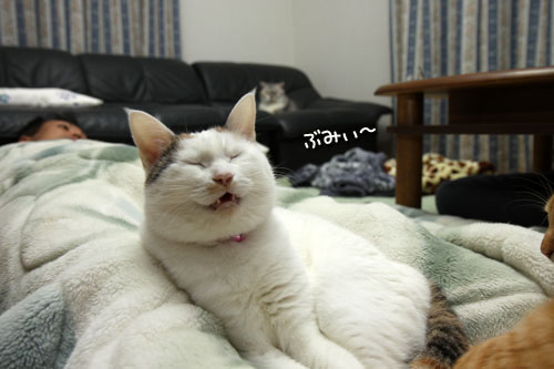 乗せられやすい猫_d0355333_19425821.jpg