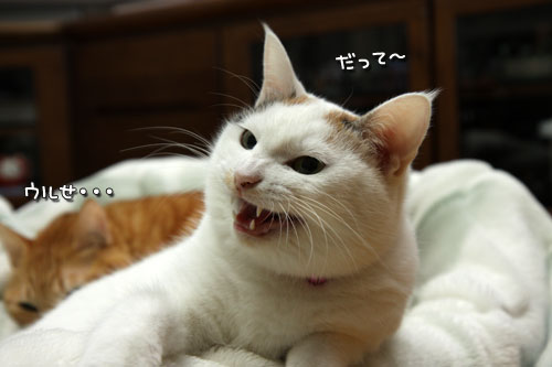 乗せられやすい猫_d0355333_19425868.jpg