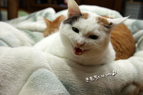乗せられやすい猫_d0355333_19425892.jpg