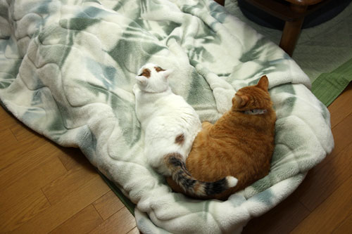 乗せられやすい猫_d0355333_19425899.jpg