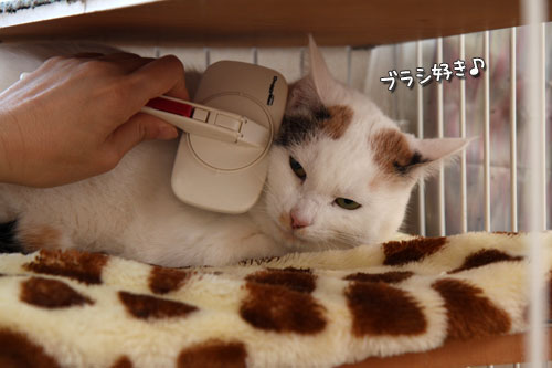それぞれの接待技_d0355333_19430546.jpg