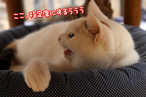 特等席は誰のもの?_d0355333_19430613.jpg