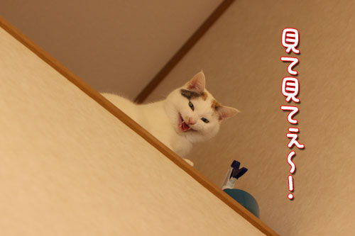 降りるの禁止!_d0355333_19430724.jpg