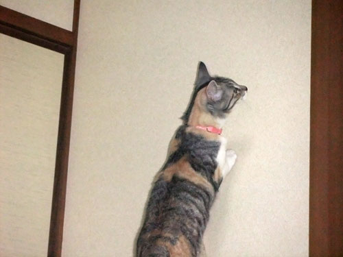 さくらちゃんの近況報告_d0355333_19431244.jpg