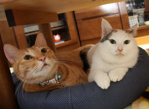 猫ベッドでぎゅうぎゅう_d0355333_19431512.jpg
