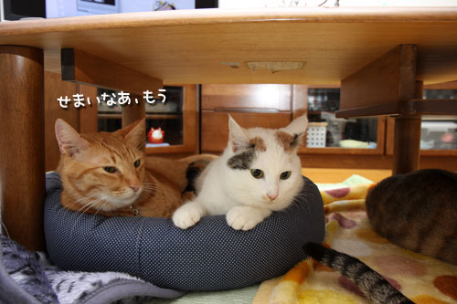 猫ベッドでぎゅうぎゅう_d0355333_19431598.jpg