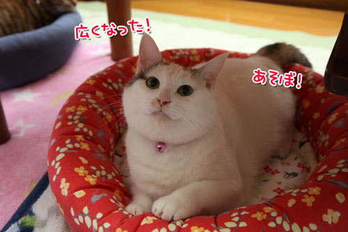 無敵の無邪気さ_d0355333_19431665.jpg