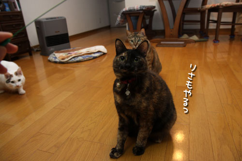 みんなで!_d0355333_19431870.jpg