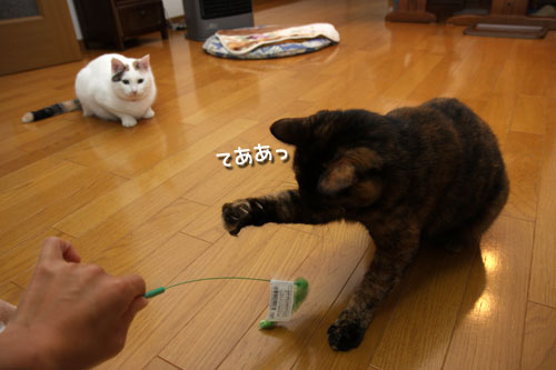 みんなで!_d0355333_19431909.jpg