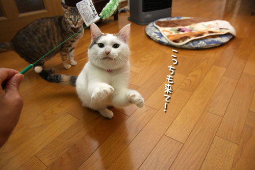 みんなで!_d0355333_19431916.jpg