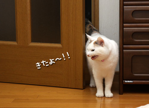 ドアの見張り番_d0355333_19432543.jpg