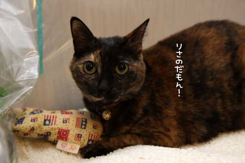 魅惑のキッカー_d0355333_19432592.jpg