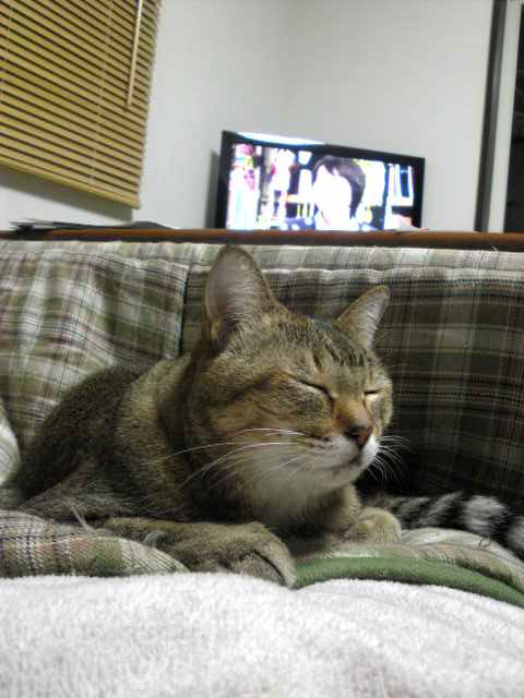 ハルナツ近況報告_d0355333_19433588.jpg