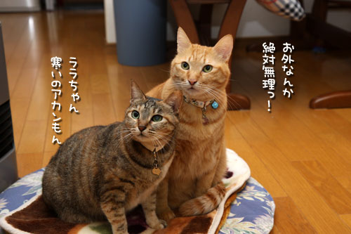 ヒーター前占拠!_d0355333_19434723.jpg
