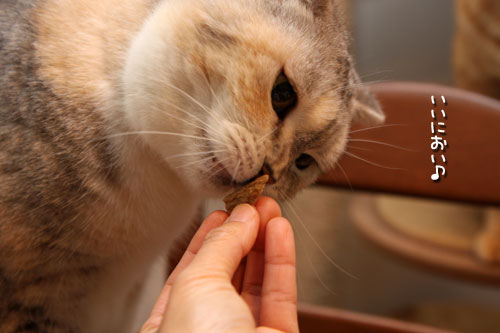 頑張ったご褒美に。_d0355333_19435337.jpg