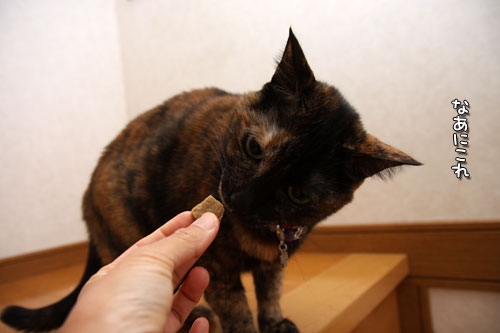 頑張ったご褒美に。_d0355333_19435575.jpg