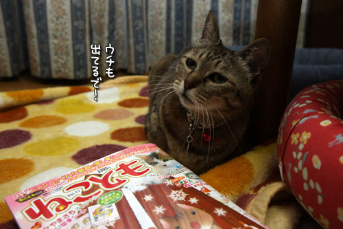 ねことも!_d0355333_19435725.jpg
