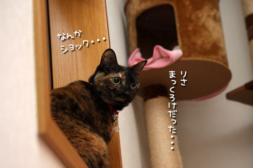 ねことも!_d0355333_19435769.jpg
