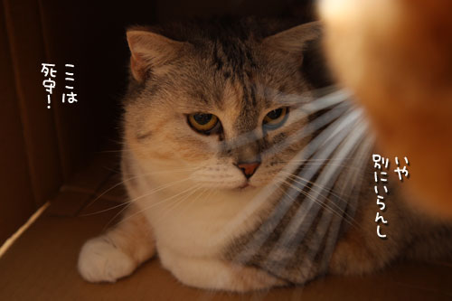 ねことも!_d0355333_19435797.jpg