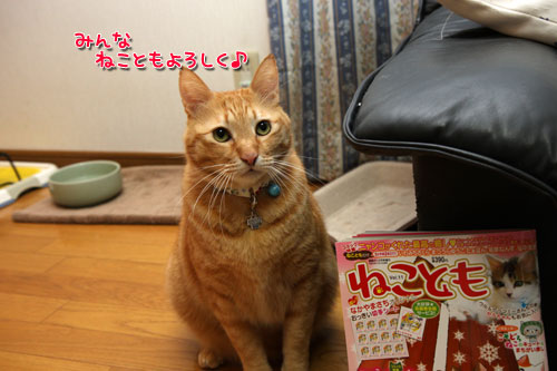 ねことも!_d0355333_19435827.jpg