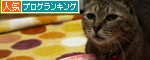 ねことも!_d0355333_19435831.jpg