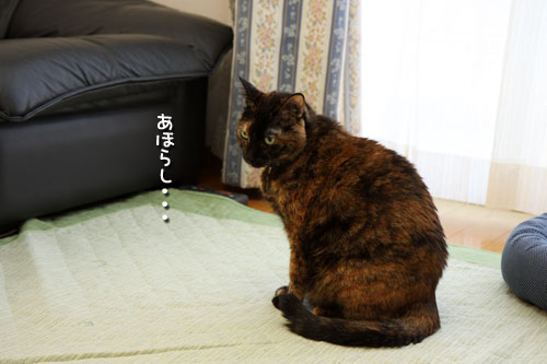 掃除の敵は。_d0355333_19440163.jpg