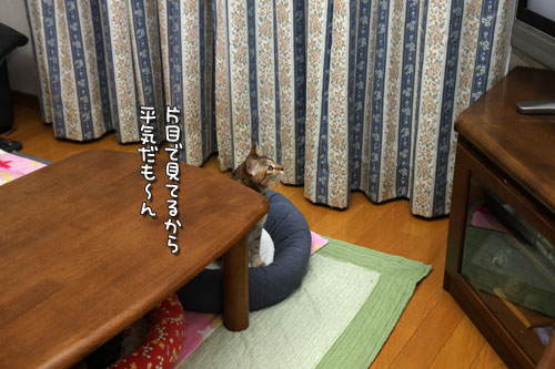 テレビを見る猫_d0355333_19440262.jpg