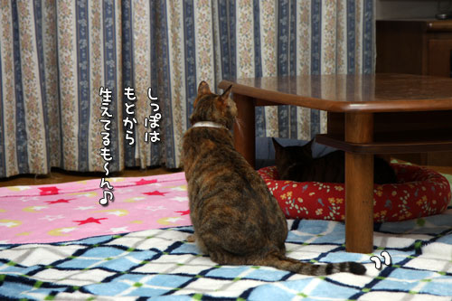 テレビを見る猫_d0355333_19440277.jpg