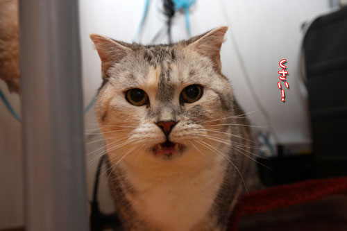 猫にしかわからない_d0355333_19440509.jpg